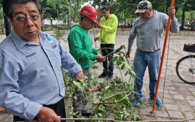 COAO realiza retiro de muérdago en el Llano