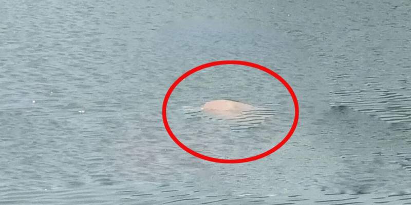 Hallan dos cuerpos sin vida flotando en un lago en agencia de Pinotepa