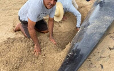 Atiende grupo de varamiento de mamíferos marinos de Oaxaca encallamiento de ballena en Santa María Tonameca