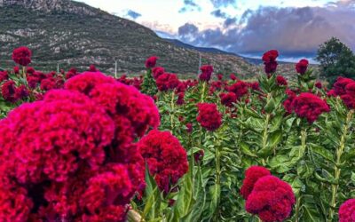 Celebrará Unión Zapata segunda Feria de las Flores de Muertos