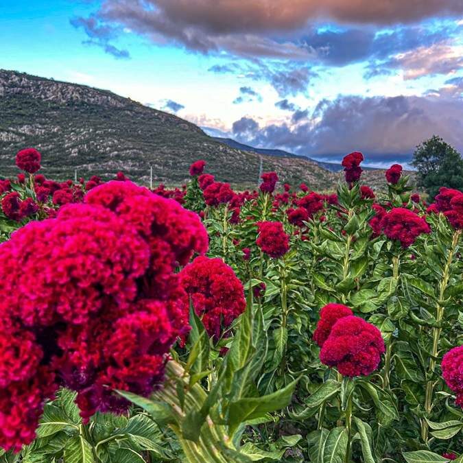 Celebrará Unión Zapata segunda Feria de las Flores de Muertos