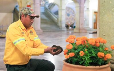 Más de 12 mil macetas de flor de cempasúchil adornarán el zócalo de Oaxaca