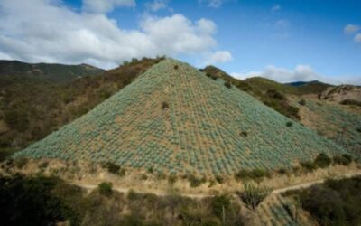 La tequilización del mezcal: aumento exponencial de la demanda estadounidense y deforestación en Oaxaca