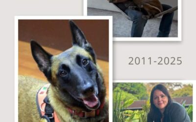 Murió REX, perro rescatista de los sismos de 2017