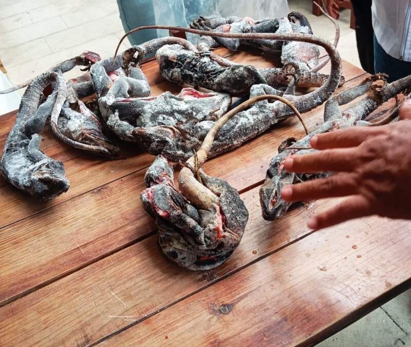 Profepa sanciona restaurante de Oaxaca por comercializar carne de iguana