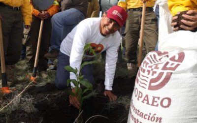 Con Mega Tequio de Reforestación 2025, Salomón Jara une y restaura el ecosistema de la zona Chocho-Mixteca