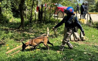Con tres binomios caninos, CLB intensifica acciones para localizar a menor de la sierra mixe