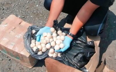 Secretaría de Medio Ambiente separa del cargo a funcionario involucrado en presunto consumo de huevos de tortuga