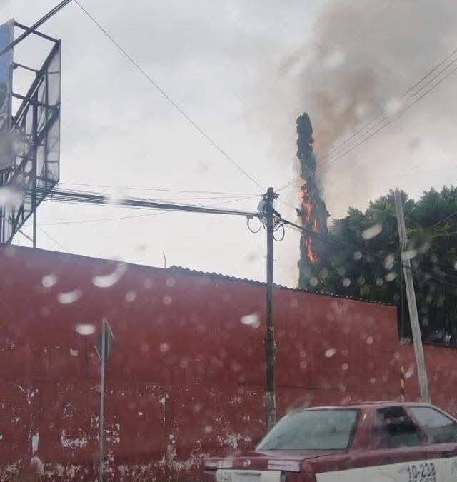 Cae un rayo en un pino en Xoxocotlán