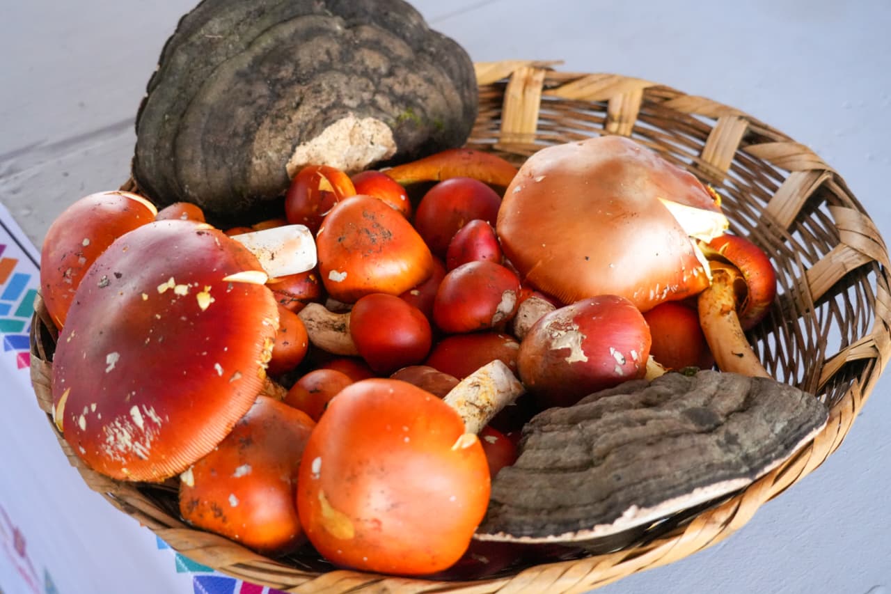 Muestra San Antonio Cuajimoloyas su riqueza biocultural en la Feria Regional de los Hongos Silvestres • La Sectur Oaxaca inauguró esta feria que consolida a Cuajimoloyas como referente de turismo comunitario. San Miguel Amatlán, Oax., 18 de julio de 2026.- En la comunidad de San Antonio Cuajimoloyas inició la Feria Regional de los Hongos Silvestres y Productos No Maderables, que muestra y comparte la riqueza biocultural de la comunidad, como parte del programa "Julio, mes de la Guelaguetza 2026". Inaugurada por el Gobierno del Estado, a través de la Secretaría de Turismo (Sectur Oaxaca), esta feria se desarrollará los días 18 y 19 de julio con una amplia oferta de actividades ecoturísticas, culturales y comunitarias en torno a los hongos silvestres y su importancia para el ecosistema, la gastronomía y las tradiciones ancestrales. La secretaria de Turismo del Estado, Saymi Pineda Velasco, reconoció que la visión y organización de San Antonio Cuajimoloyas la han consolidado como un referente del turismo comunitario, un modelo que hoy se impulsa desde la política pública nacional. Asimismo, señaló que el Gobierno del Estado continúa trabajando de la mano de los Pueblos Mancomunados para impulsar un desarrollo que prioriza la conservación ambiental, el cuidado de los recursos naturales y el bienestar de las comunidades. Pineda Velasco invitó al turismo nacional e internacional a visitar San Antonio Cuajimoloyas durante esta feria y en cualquier época del año, para disfrutar de sus paisajes, recorrer sus senderos, conocer su riqueza natural y cultural, así como vivir experiencias que sus habitantes comparten con orgullo y hospitalidad.