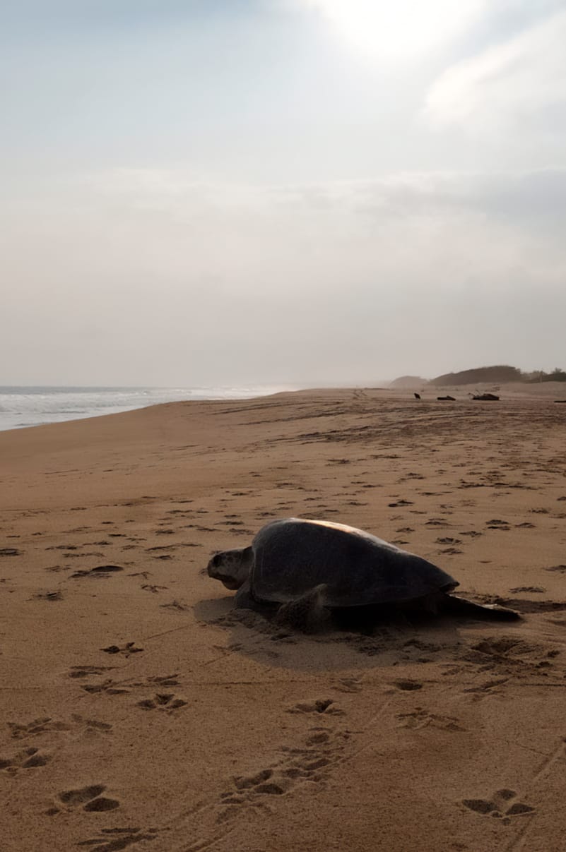 Profepa vigila arribadas de tortuga marina en playas de OaxacaMás de 21 mil tortugas marinas golfinas han llegado a arribar a Playa Escobilla y Playa Morro Ayuta