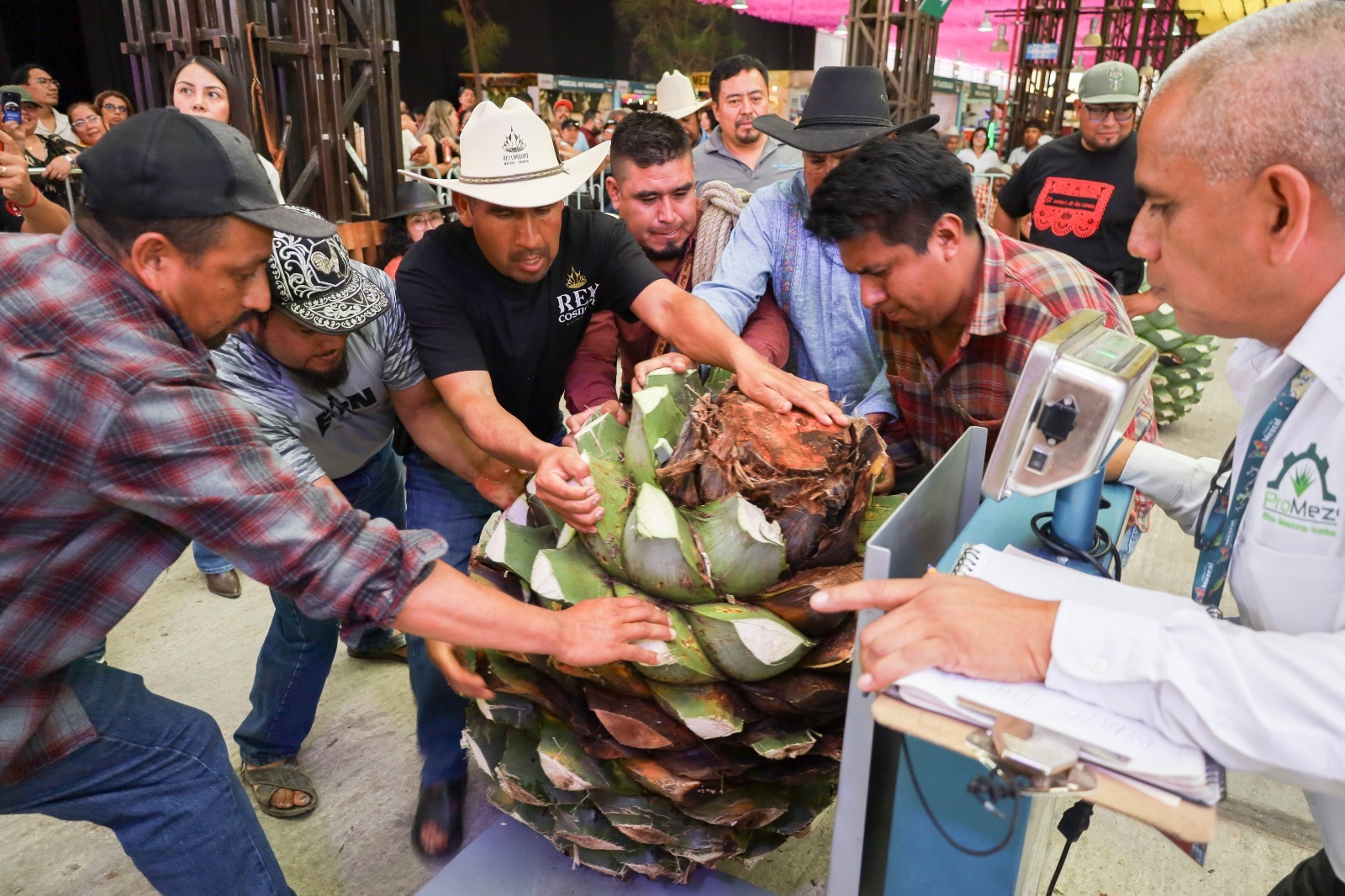 Celebran el Día de la y el Magueyero Oaxaqueño con concurso “La Piña de Maguey Más Pesada”