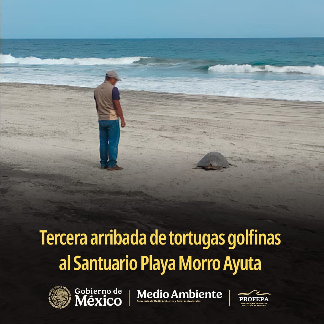 Inicia tercera arribada de tortuga marina golfina